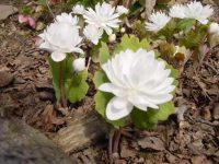 Gorgeous pure white fully double flowers